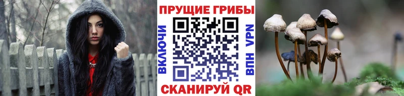 Псилоцибиновые грибы Psilocybe  Соль-Илецк 